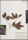 Foto von Salix cinerea L.